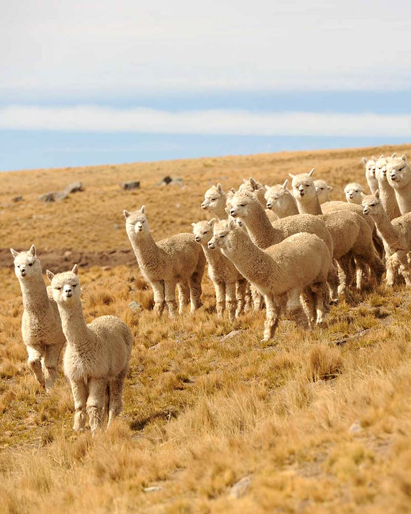 Lana de alpaca maravilla natural del Perú - La Mamita