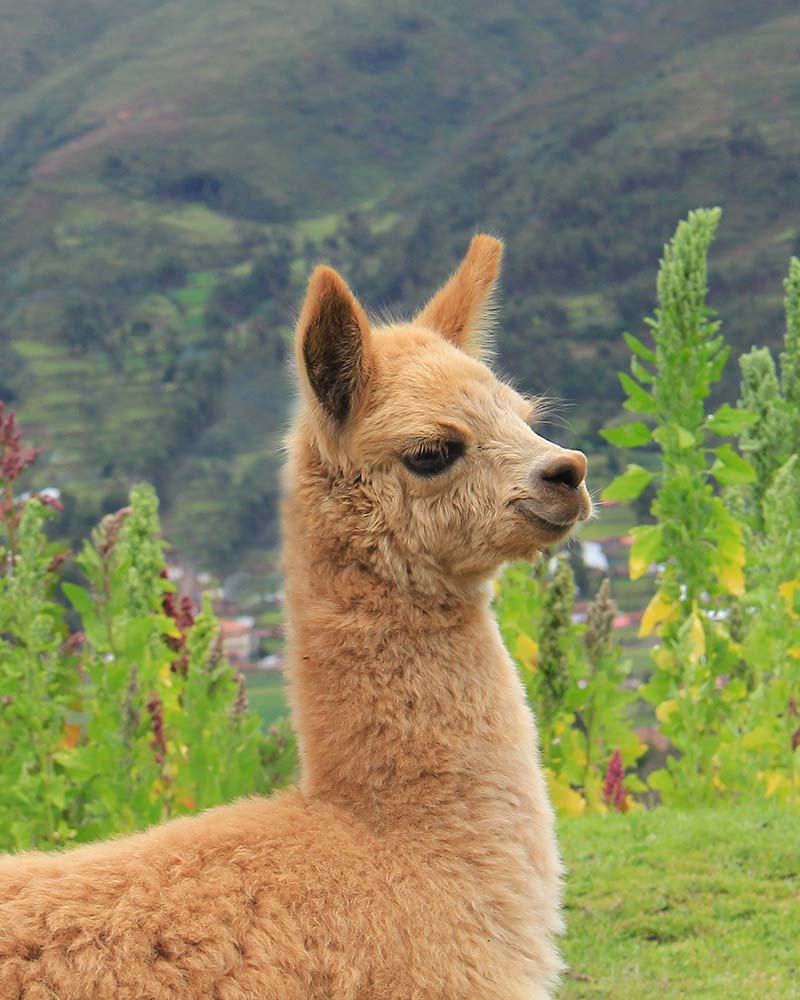 grano actividad Bosque Conoce la alpaca peruana - La Mamita