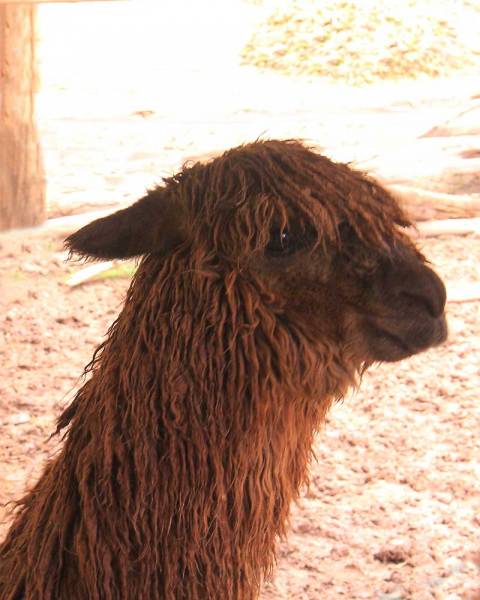 alpaca le razze