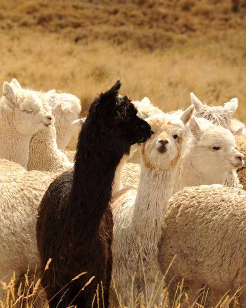 Alpacas en Perú