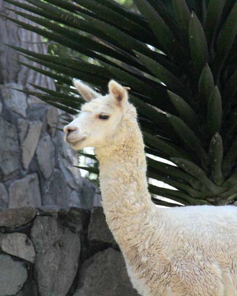 Alpacas y esquila