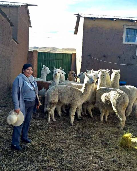 Cría de alpacas en Perú