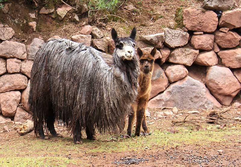 Perú: Alpaca y Colores