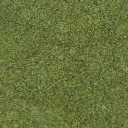 verde cod.1
