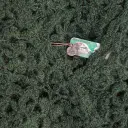 verde cod.1